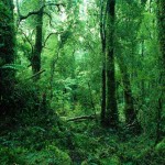 épargne alternative forêt